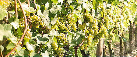 Rebstöcke im Weinberg