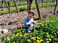 Der Junior Winzer bei der Arbeit